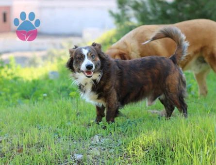 RUS FİNOSU KAMİL'E EŞ ARIYORUZ