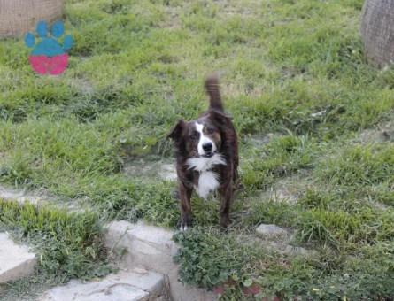 RUS FİNOSU KAMİL'E EŞ ARIYORUZ