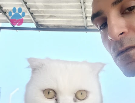 Hem British hem scottish