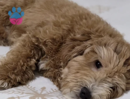 Oğlumuza Eş Arıyoruz