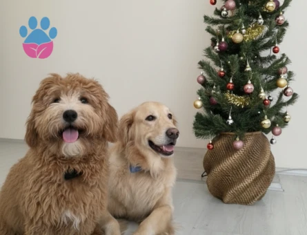 Oğlumuza Eş Arıyoruz