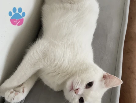 Biritsh shorthair kızımıza eş arıyoruz