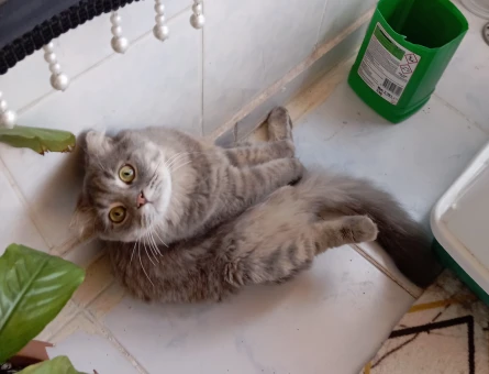 scottish fold - 118982067