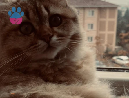 Dişi British Longhair