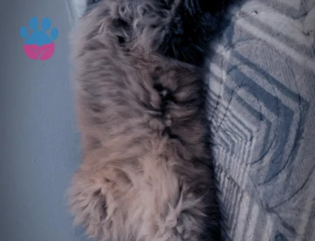 Dişi British Longhair