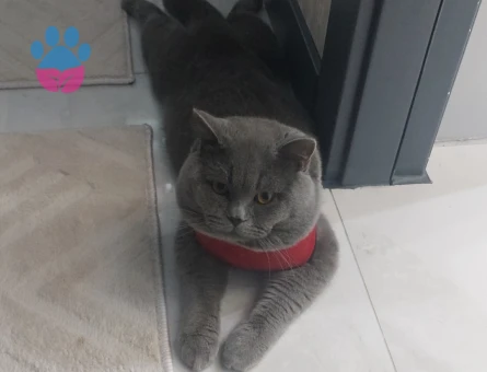 Safkan British Shorthair Grey