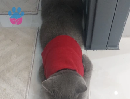 Safkan British Shorthair Grey