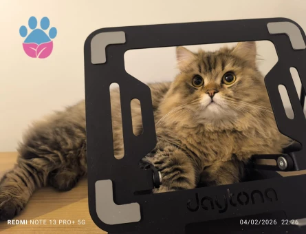 ( Norveç Orman Kedisi - Chinchilla ) Oğlumuz için eş arıyoruz