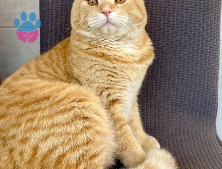 Scottish Fold