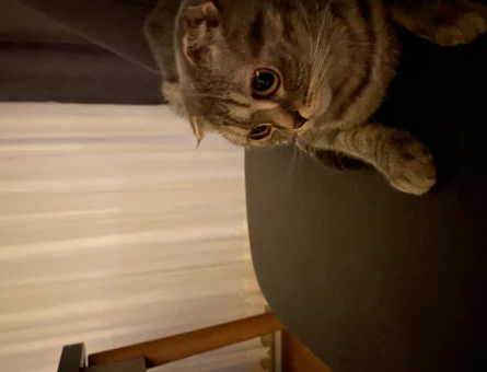 Scottish Fold 2 Yaşında Eş Arıyor - 118963237