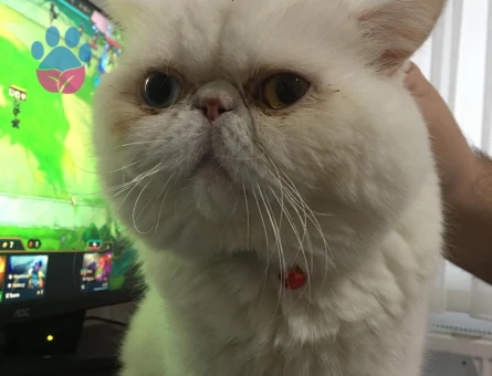 Exotic Shorthair Oğlum Poyraz Eş Arıyor