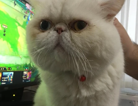 Exotic Shorthair Oğlum Poyraz Eş Arıyor - 118963238
