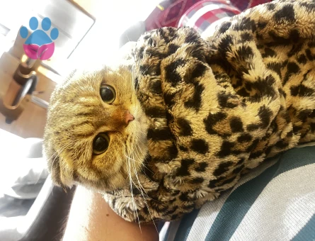 1,5 Yaşında Dişi Scottish fold Kızımıza Eş Arıyoruz