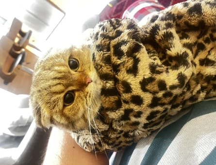 1,5 Yaşında Dişi Scottish fold Kızımıza Eş Arıyoruz - 118963239
