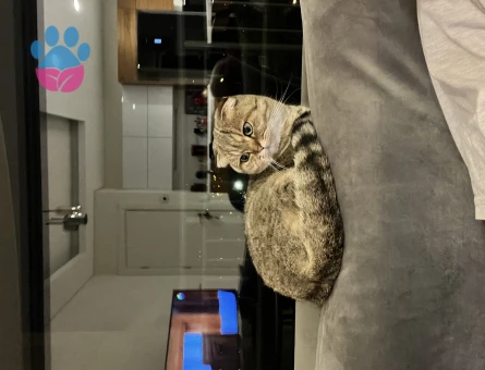 1,5 Yaşında Dişi Scottish fold Kızımıza Eş Arıyoruz