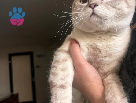 Scottish Fold Erkek Kedim Eş Arıyor