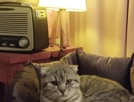 Erkek Scottish Fold Gümüş 1 Yaşında - 118963241