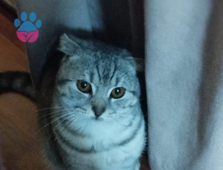 Erkek Scottish Fold Gümüş 1 Yaşında