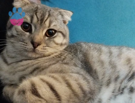 Erkek Scottish Fold Gümüş 1 Yaşında