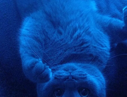 British Shorthair Kedime Eş arıyorum 2 Yaşında - 118963242