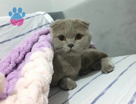 Scottish Fold Kızımız Aşıları Tam Eş Arıyor