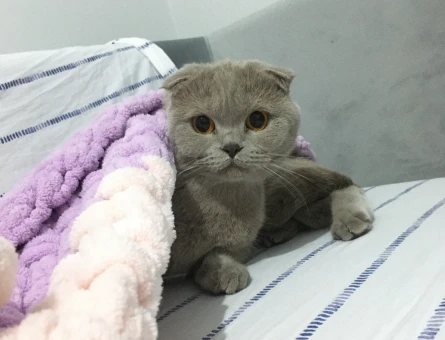 Scottish Fold Kızımız Aşıları Tam Eş Arıyor - 118963243