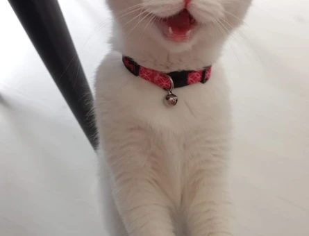 British Shorthair Pamuğuma Eş Arıyorum - 118963245