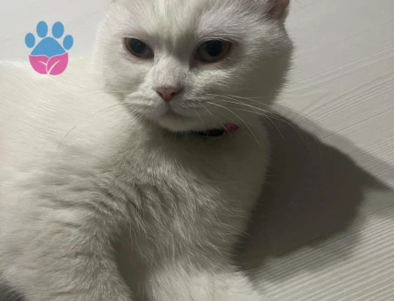 British Shorthair Pamuğuma Eş Arıyorum