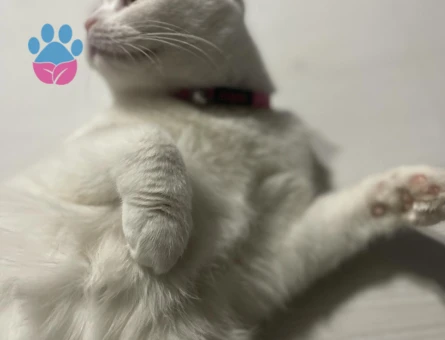 British Shorthair Pamuğuma Eş Arıyorum