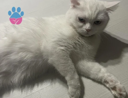 British Shorthair Pamuğuma Eş Arıyorum