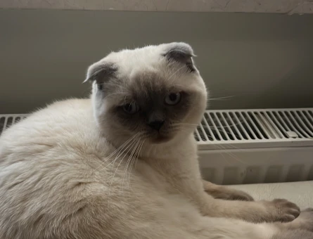 Scottish fold kedimize eş arıyoruz - 118975240