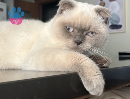Scottish fold kedimize eş arıyoruz