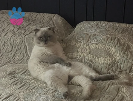 Scottish fold kedimize eş arıyoruz