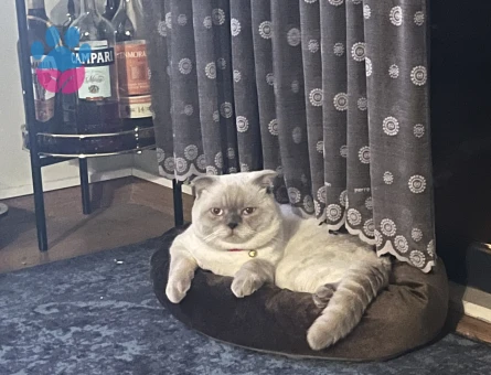 Scottish fold kedimize eş arıyoruz