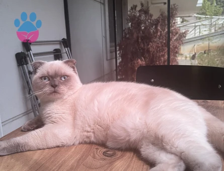 Scottish fold kedimize eş arıyoruz