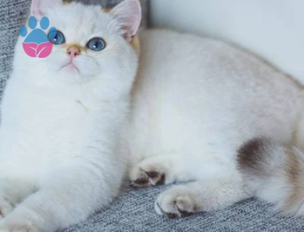 British Shorthair 1 Yaşında Eş Arıyor