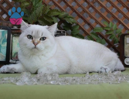 British Shorthair 1 Yaşında Eş Arıyor