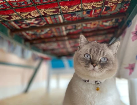 Güzel Kızıma Eş arıyorum British Shorthair - 118975242