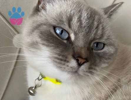 Güzel Kızıma Eş arıyorum British Shorthair