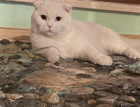 British Shorthair 1 Yaşında Erkek Kızgınlıkta - 118975244