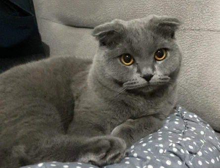 Kedimize beyaz erkek british shorthair arıyoruz - 118975247