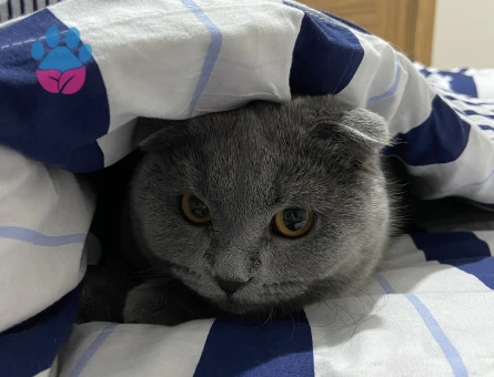 Kedimize beyaz erkek british shorthair arıyoruz