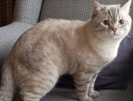 British Shorthair Oğlumuza Eş Aranıyor - 118975249