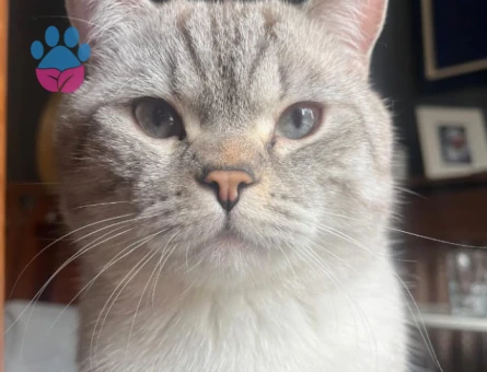 British Shorthair Oğlumuza Eş Aranıyor
