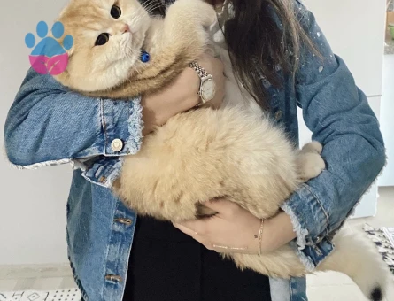 British shorthair golden oğluma eş arıyorum