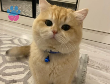 British shorthair golden oğluma eş arıyorum