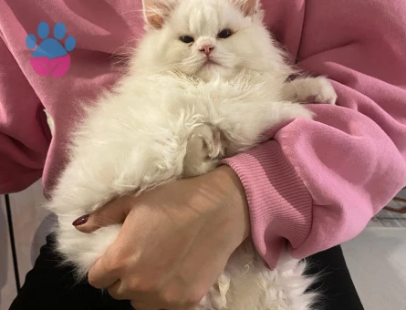 Oğluma Eş Arıyorum 1 Yaşında