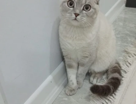 Scottish Fold Kızıma Eş Arıyorum - 118975252