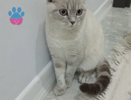 Scottish Fold Kızıma Eş Arıyorum