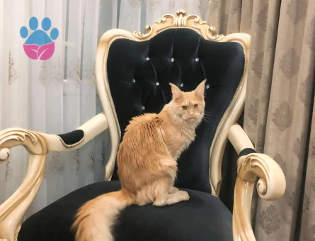 Maine coon 1 yaşında Eş Arıyoruz